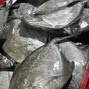 Black Pomfret