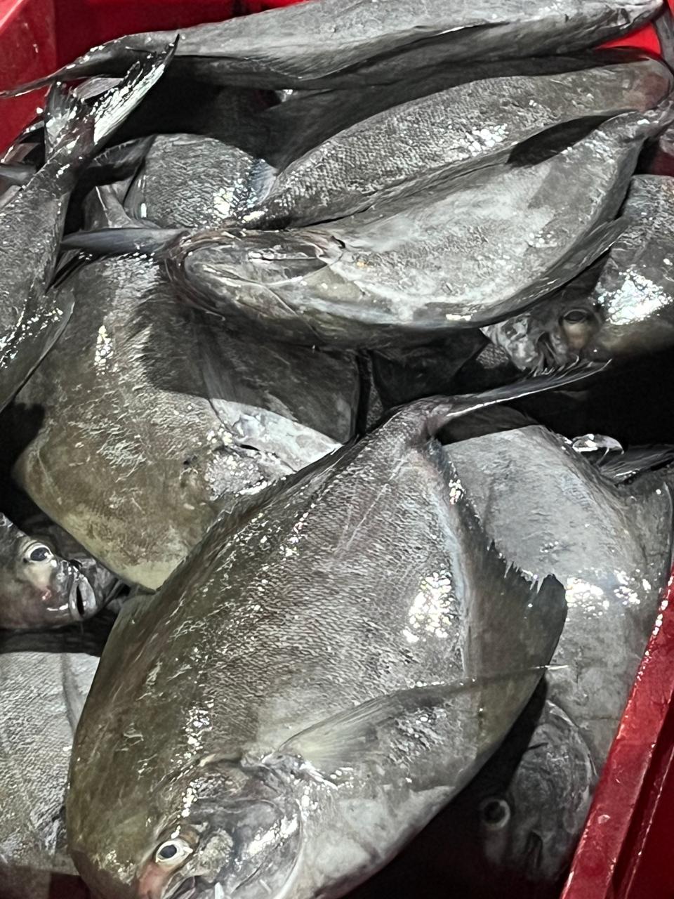 Black Pomfret