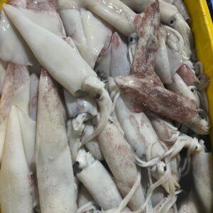 Squid