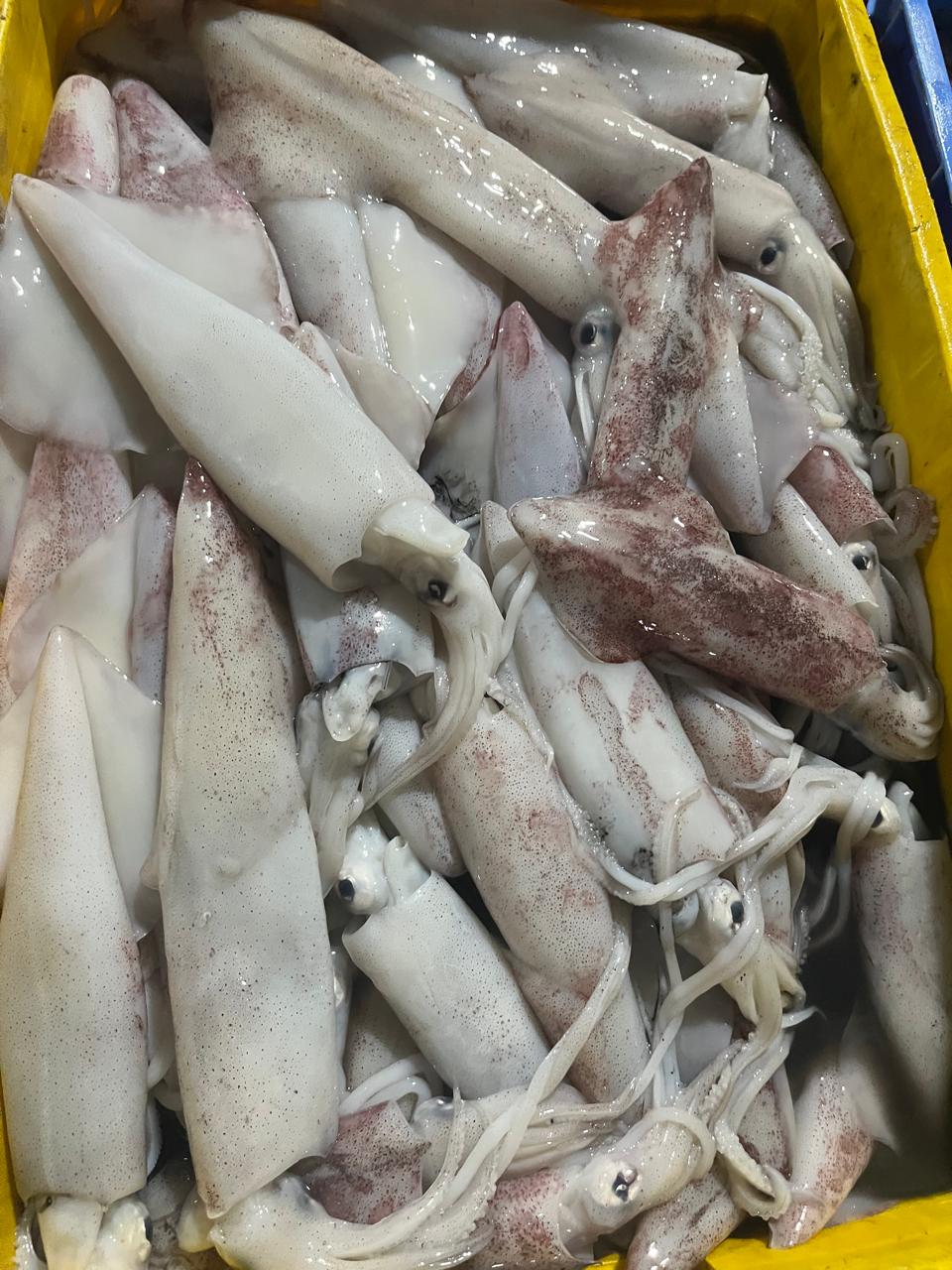 Squid
