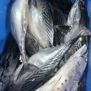 Skipjack Tuna