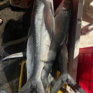 Milkfish