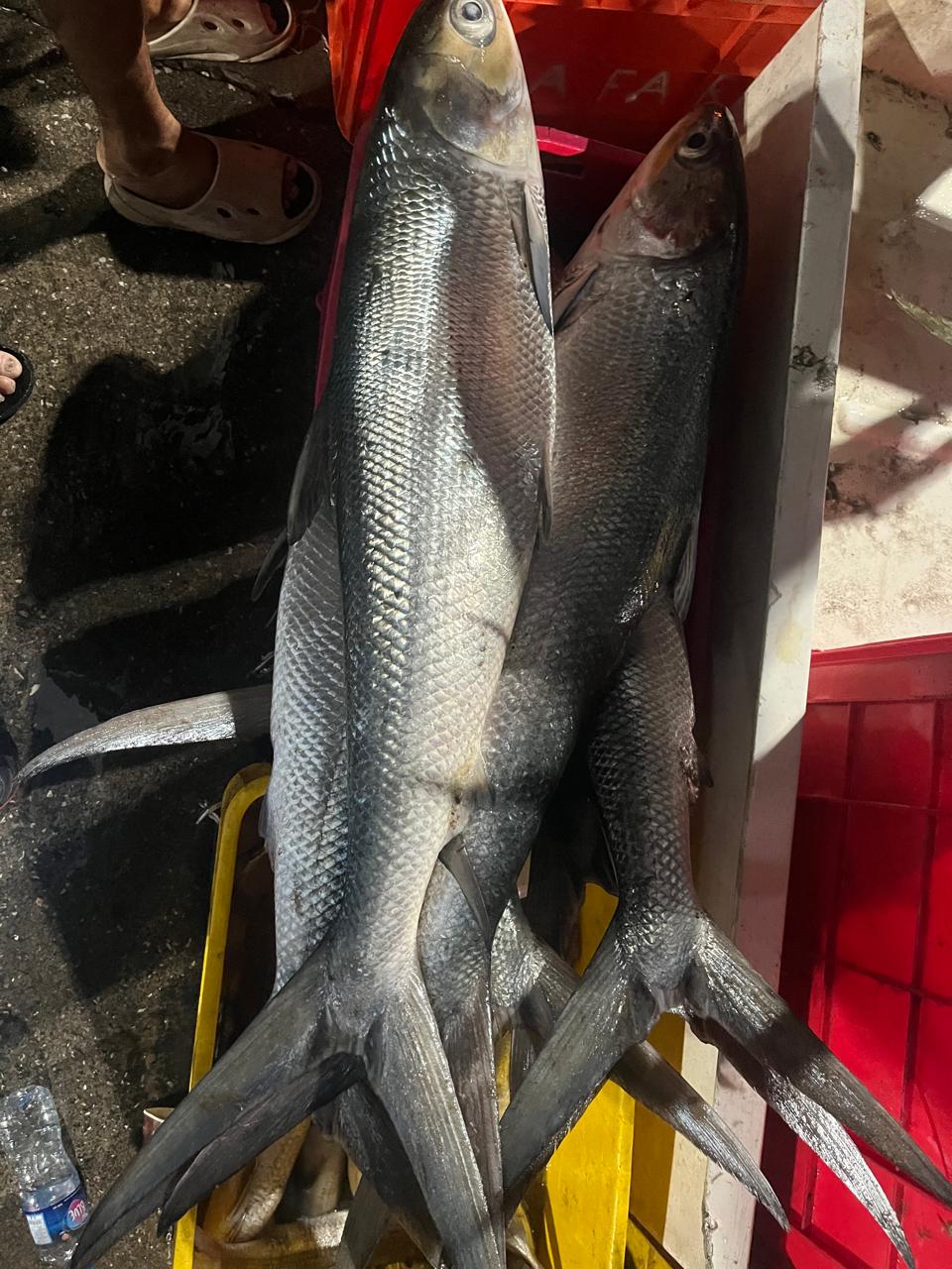 Milkfish