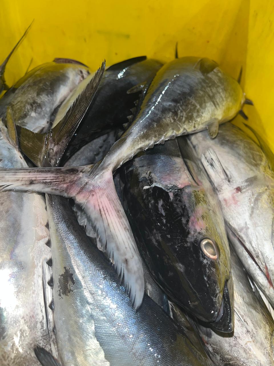 Yellowfin Tuna