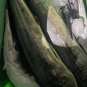 Spanish Mackerel Fish