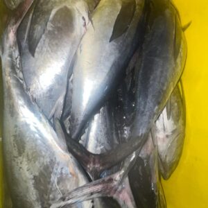 Tuna Fish