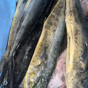 Mahi-Mahi Fish