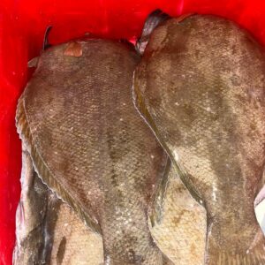 Halibut