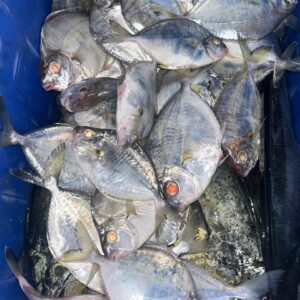 Pomfret Fish