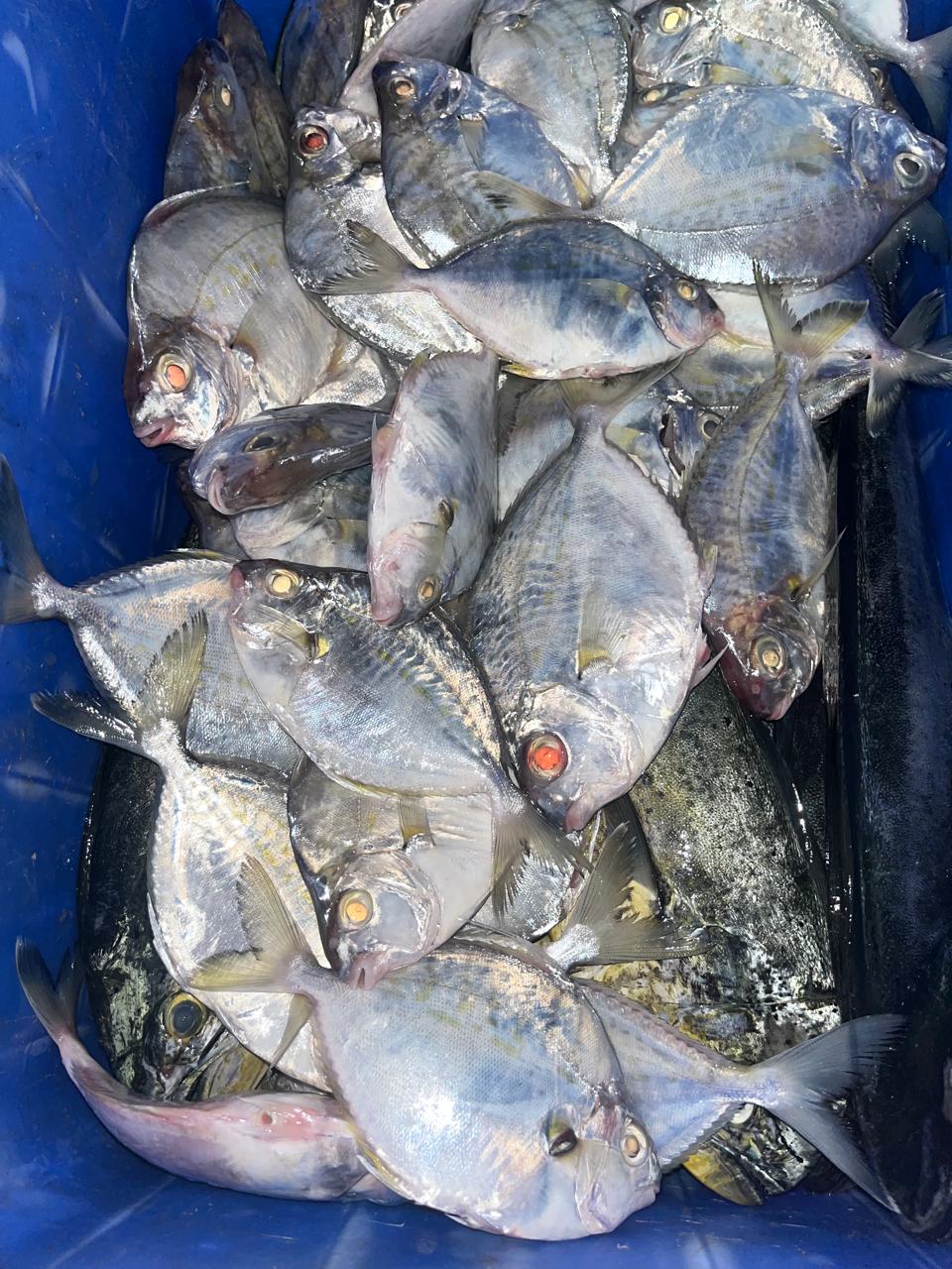 Pomfret Fish