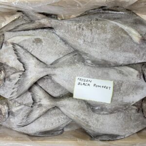 Frozen Black Pomfret Fish