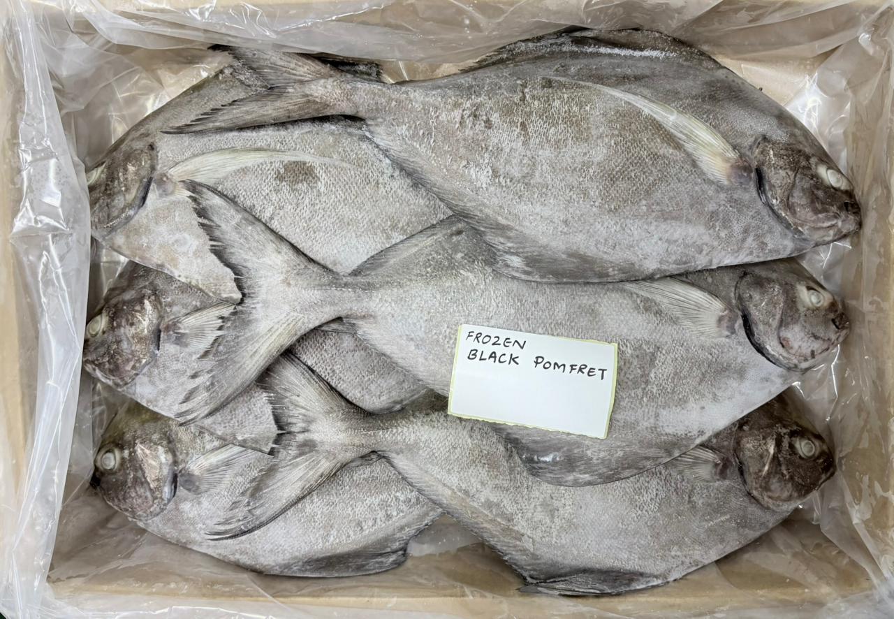 Frozen Black Pomfret Fish