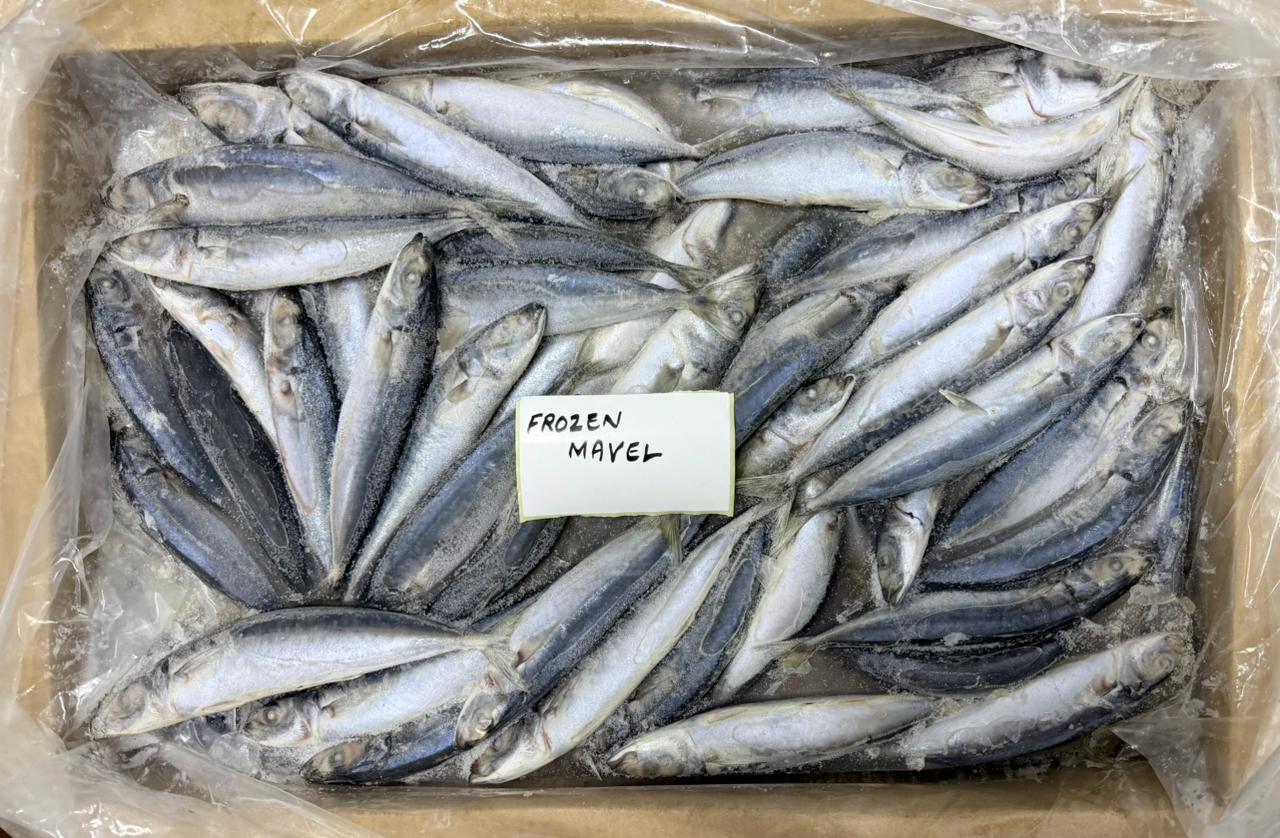 Frozen Mackerel Fish