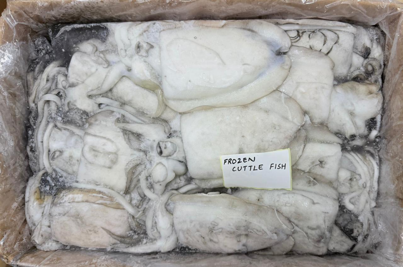 Frozen Cuttlefish